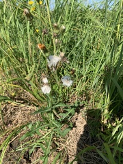 Sonchus arvensis arvensis