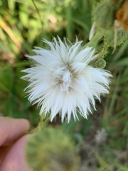 Sonchus arvensis arvensis