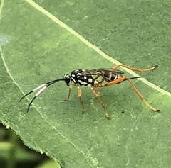 Lymeon orbus