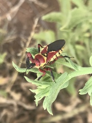 Apiomerus flaviventris