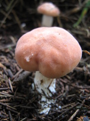 Rhodocybe gemina