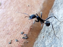 Aphaenogaster senilis