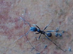 Aphaenogaster senilis