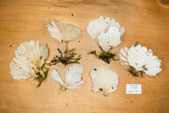 Flabellophora