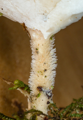 Flabellophora