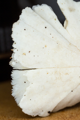 Flabellophora
