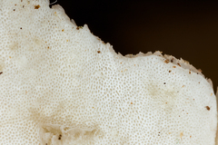 Flabellophora