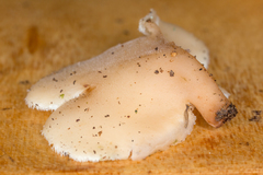 Auriscalpium villipes