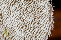 Auriscalpium villipes
