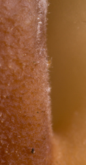 Auriscalpium villipes