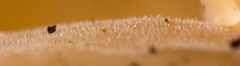 Auriscalpium villipes