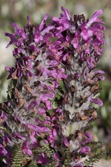 Pedicularis lanata