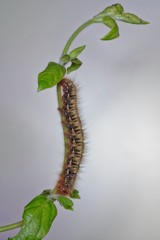 Lasiocampa quercus