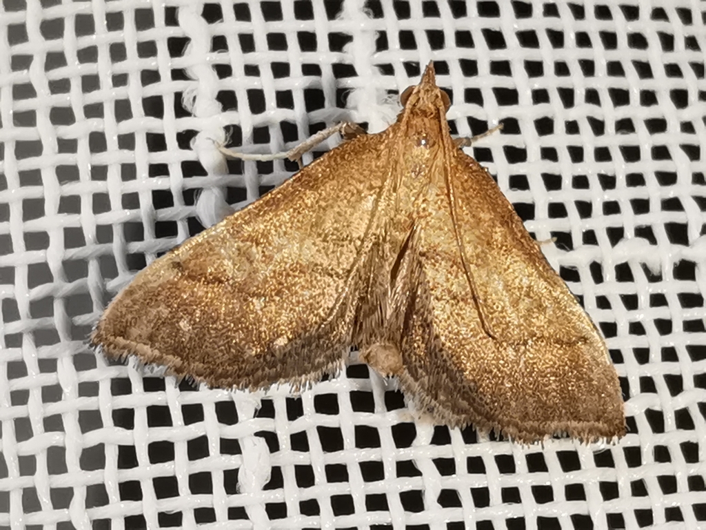Metasia olbienalis