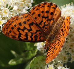 Boloria epithore