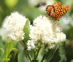 Boloria epithore