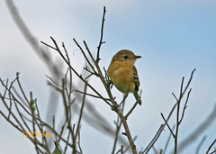 Polystictus pectoralis