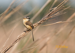 Culicivora caudacuta