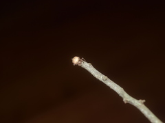 Socca pustulosa