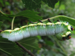 Shaka atrovittatus