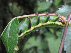 Shaka atrovittatus