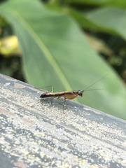 Odontomantis sinensis