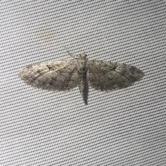 Eupithecia intricata