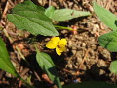 Viola pinetorum