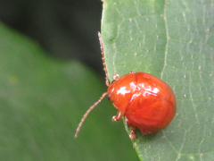 Argopus