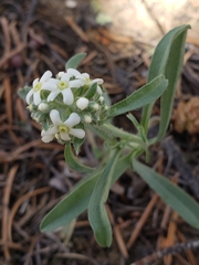 Oreocarya suffruticosa