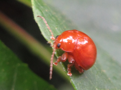 Argopus