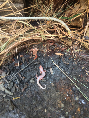 iNaturalist observation photo of Ensatina
