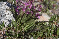 Pedicularis lanata