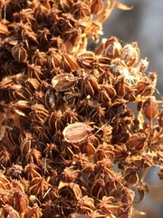 Daucus carota hispanicus