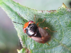 Geocoris varius
