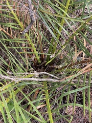 Macrozamia riedlei