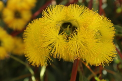 Eucalyptus erythrocorys