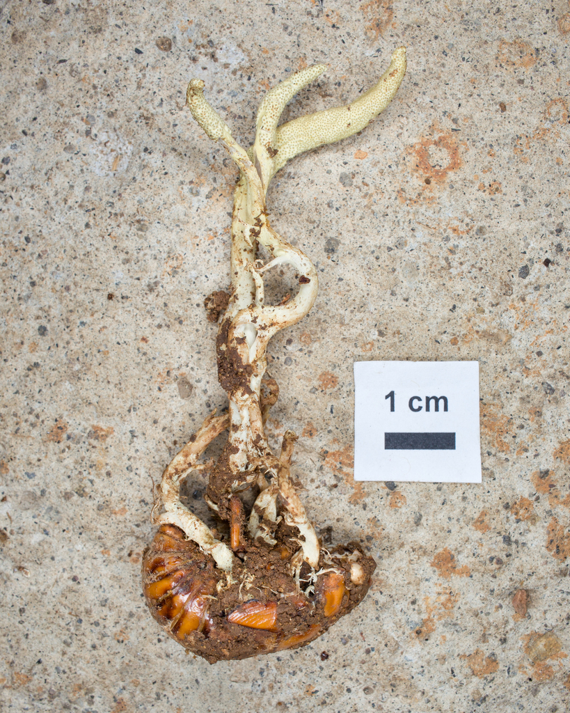 Cordyceps pleuricapitata