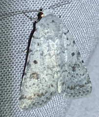 Caradrina multifera