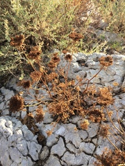 Daucus carota hispanicus