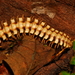 Platyrhacidae - Photo (c) Ryan Shofner, algunos derechos reservados (CC BY-NC), subido por Ryan Shofner