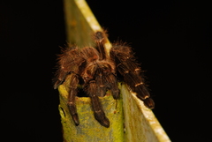 Psalmopoeus