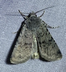 Euxoa comosa