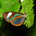 Ithomia jucunda bolivari - Photo (c) Ryan Shofner,  זכויות יוצרים חלקיות (CC BY-NC), הועלה על ידי Ryan Shofner