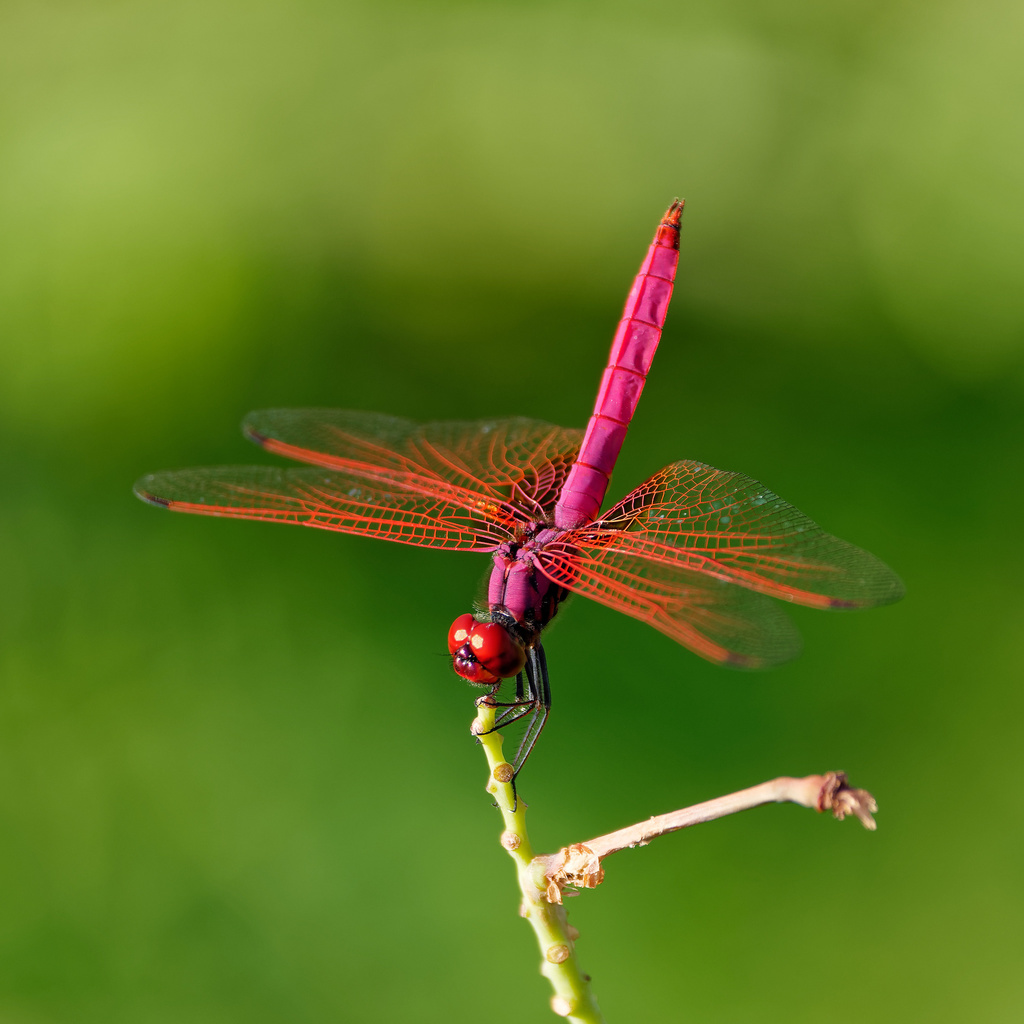 Libelluloidea