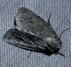 Sympistis dentata