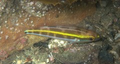 Pentapodus paradiseus