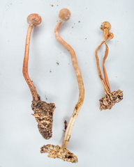 Paraisaria blattarioides