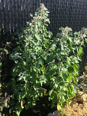 Chenopodium quinoa