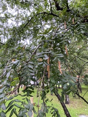 Caragana arborescens